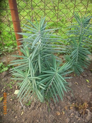 Pryšec křižmolistý - Euphorbia lathyris - mladé rostliny na podzim minulého roku ....jpg