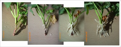 Povijnice batátová (Ipomoea batatas), zakořeňování rostlinného řízku (rooting of plant cuttings) ....jpg